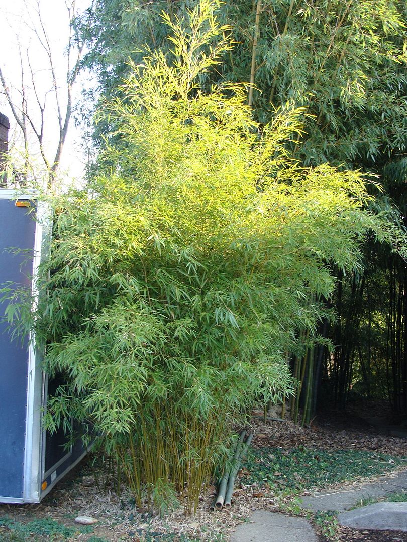 Visit to Dave Andrew's bamboo gardens lots of pictures bambooweb.info